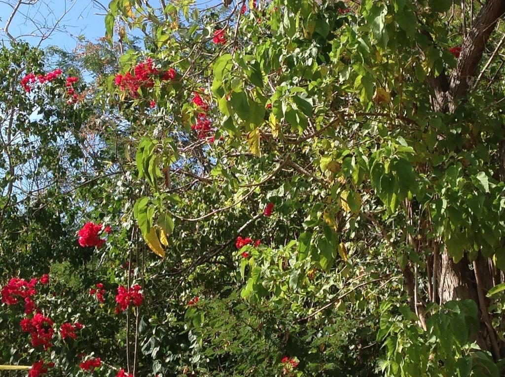 فندق زيبوليتفي  Casa Flor De Mar المظهر الخارجي الصورة