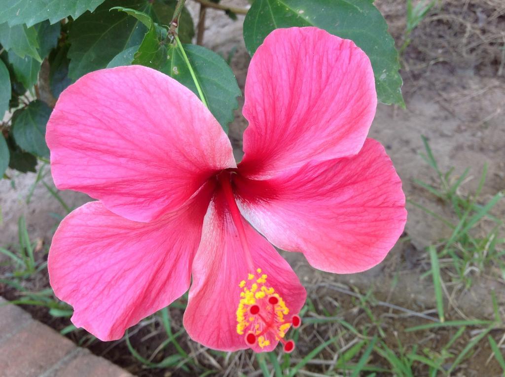 فندق زيبوليتفي  Casa Flor De Mar المظهر الخارجي الصورة